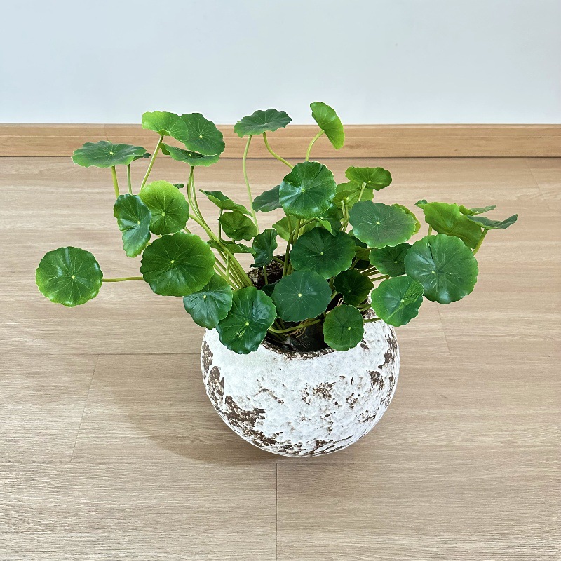 Pilea Peperomioides - 2pcs Artificial Pilea Peperomioides Bonsai Fake